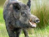 The Bezos Pig&nbsp;Farm